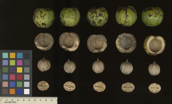 Click for 16 image(s) for this accession. SEED